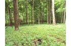Property photo 15 - 120 Acres Offered in 9 Tracts - Real Estate & Personal Property Auctions